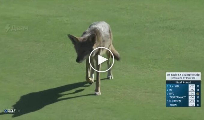 Спроба койота вкрасти мікрофон