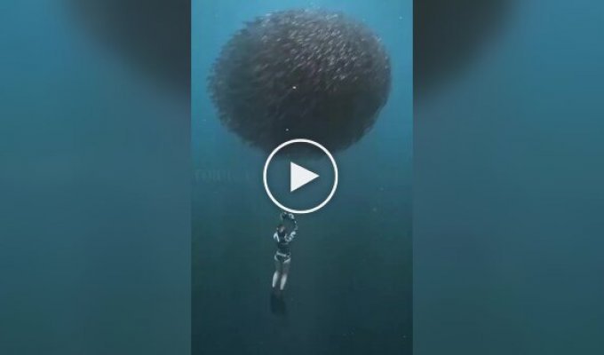 Beautiful video from the depths of the sea