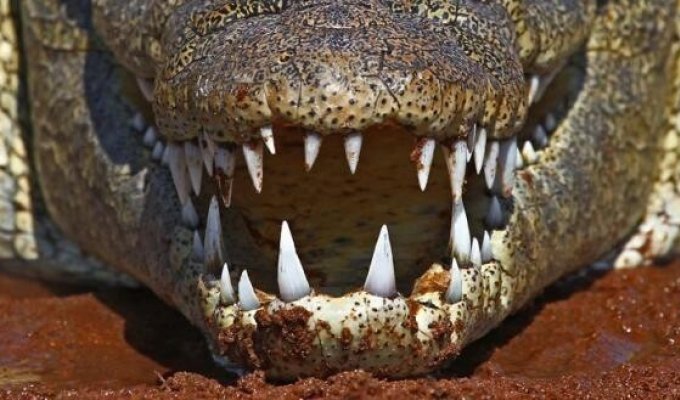 Почему крокодилы почти не изменились за 200 млн лет (1 фото)
