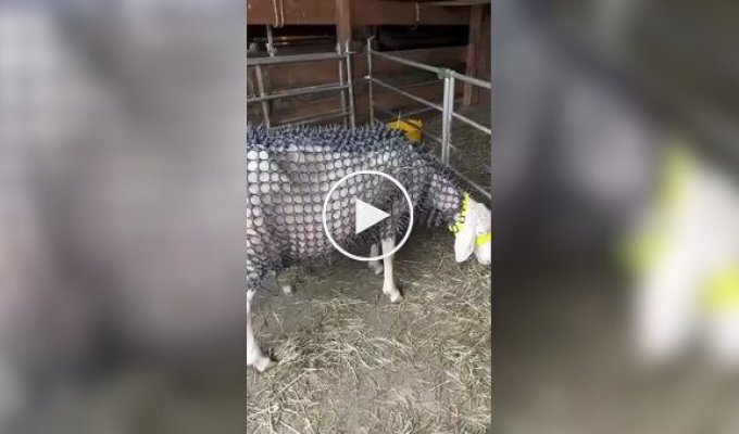 «Овечья броня» для защиты от волков