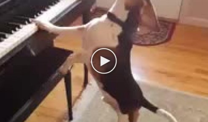 Собачий вальс. Забавная и милая гончая собака играет на пианино