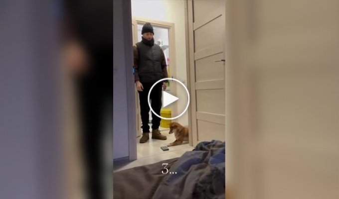 Пес стал будильником для хозяйки