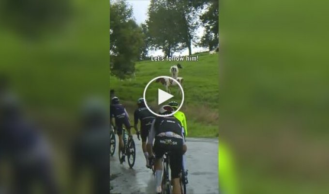 Cows join a bike race in Spain