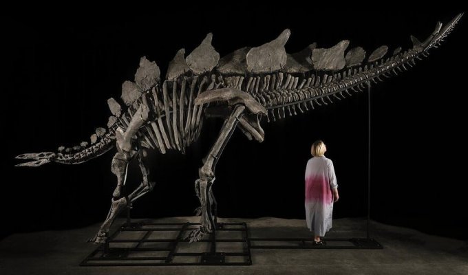 На аукционе впервые будет продан скелет стегозавра (7 фото)