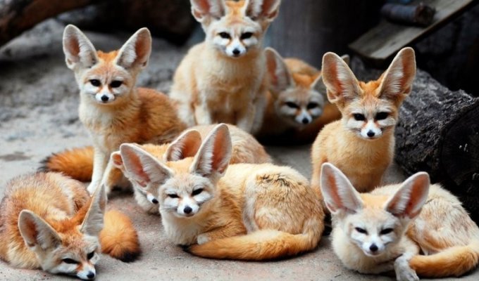 Fenech: is it possible to tame the smallest fox on the planet? (9 photos)