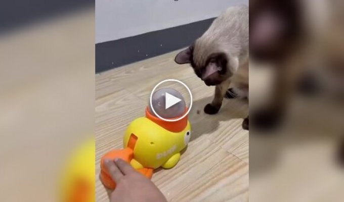 Кот перехитрил кормушку