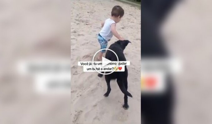 A dog helped a boy take his first steps