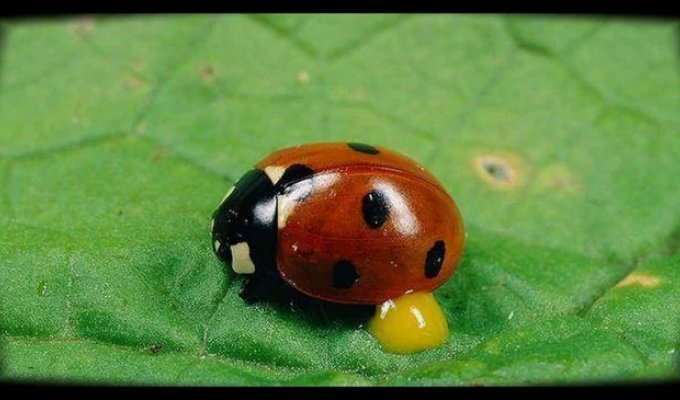 Ladybug: even birds avoid this maniac (11 photos)