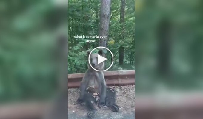 Расслабленный медведь из Румынии