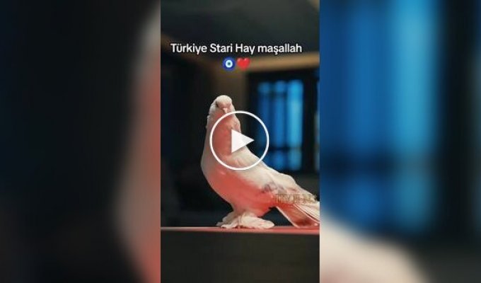 В Турции продали голубя по цене автомобиля