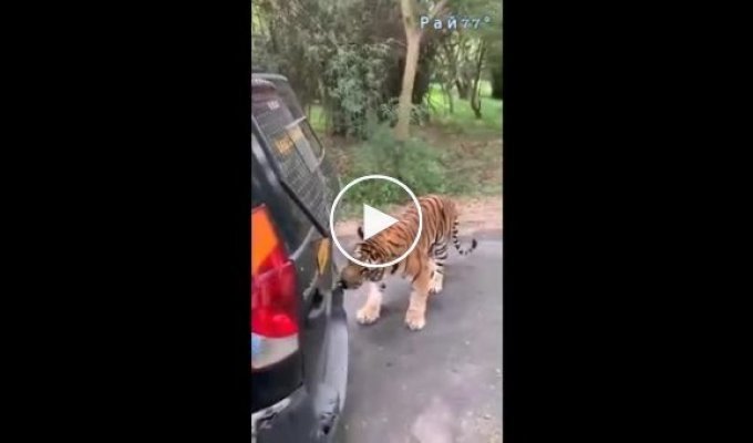 Тигр зубами переместил автомобиль, заехавший на его территорию