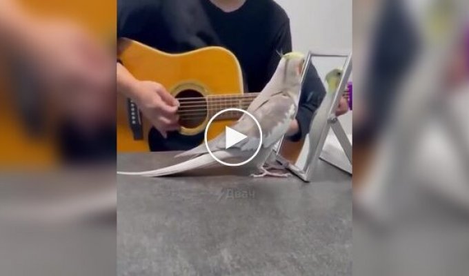 Musical break with a parrot
