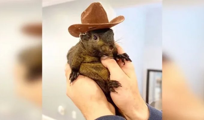 In the US, a famous squirrel named Peanut was euthanized (4 photos + 2 videos)