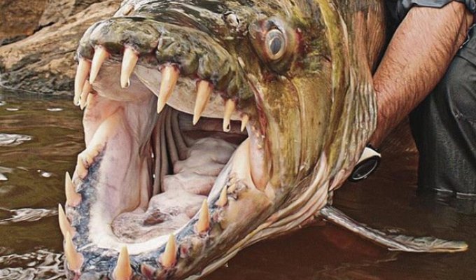 Топ-10: Подводные обитатели с ужасающими зубами (10 фото)