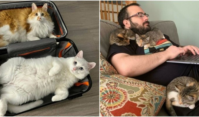 30 hilarious shots with cats that will lift your spirits (31 photos)