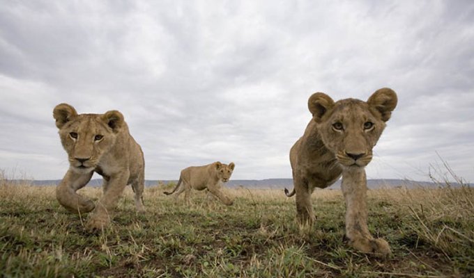 Львы на просторах заповедника Масаи-Мара (12 фото)