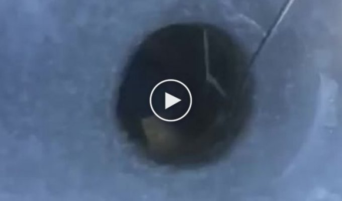 The fisherman pulled a pike out of the hole with a surprise