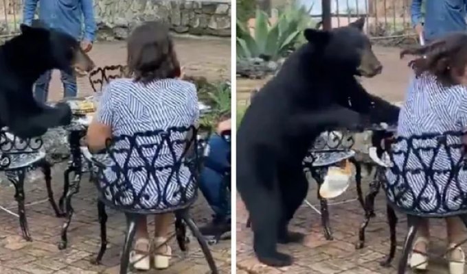 A Bear Wanders into a Hotel and Slaps a Stranger (5 Photos + 1 Video)