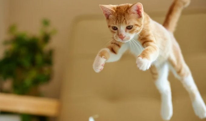 16 Mesmerizing Slow-Mo GIFs That Will Help You See the World in a Whole New Light (18 GIFs)
