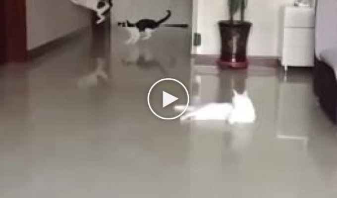 Cat run in the apartment