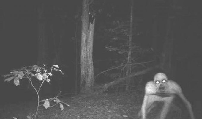 14 самых жутких кадров с охотничьих камер ночного видения (15 фото)