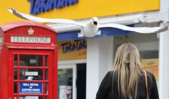 Атакует из засады: чайка отбирает еду у туристов на британском курорте (4 фото)