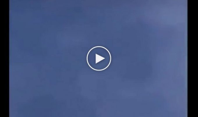 Птица-истребитель: невероятная скорость сокола Сапсан