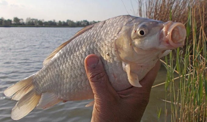 Серебряный карась: унижает самцов других рыб, чтобы сломать водоём (6 фото)