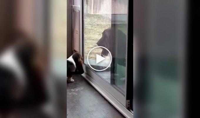 Собака терпеливо учит щенка пользоваться дверцей