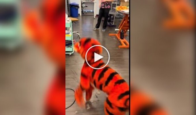 Собаку покрасили в Тигру из «Винни-Пуха» к Хэллоуину
