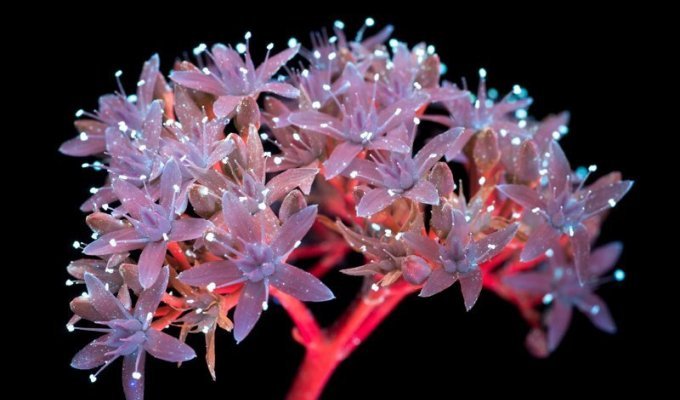 Ультрафиолетовая съёмка, неожиданно открывшая невероятно красивую флуоресценцию цветов (17 фото)