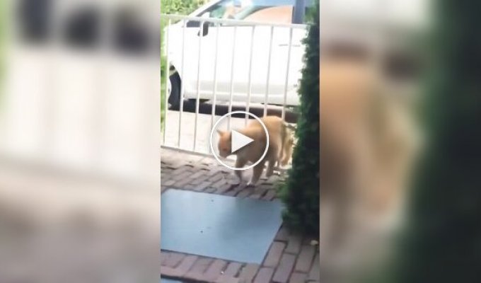 Коротко о котах и их «везении»