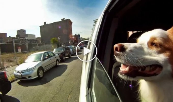 Собаки в машине и замедленная съемка