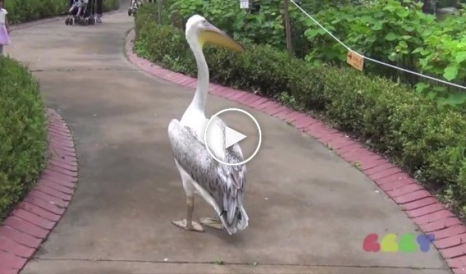 Обнаглевший пеликан обходит свои владения