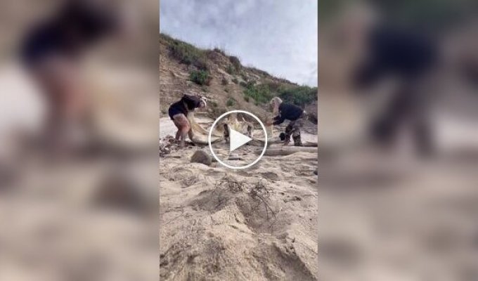 У США жінки знайшли величезний череп на березі