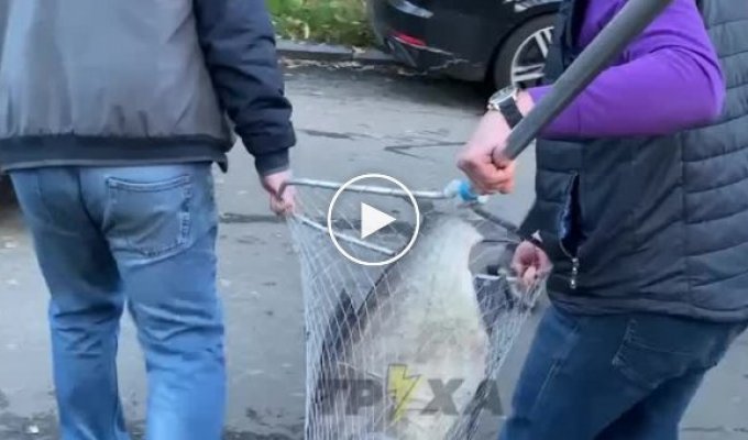 Огромную рыбу поймал мужчина в Киеве, по словам рыбаков, она весит около 30 кг