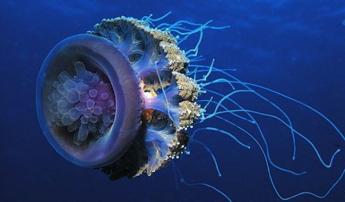 Большие медузы (6 Фото)