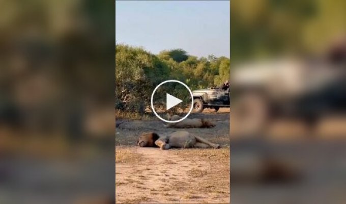 В Африке туристы засняли двух львов, которые так сильно объелись, что несколько часов не могли встать