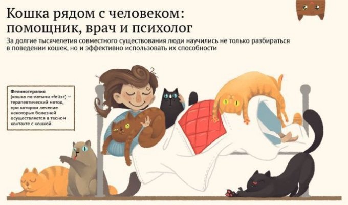 Коты и кошки в жизни человека (1 картинка)