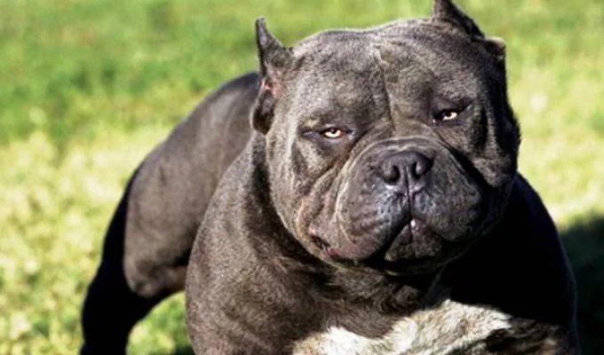 The 25 most dangerous dog breeds (25 photos)