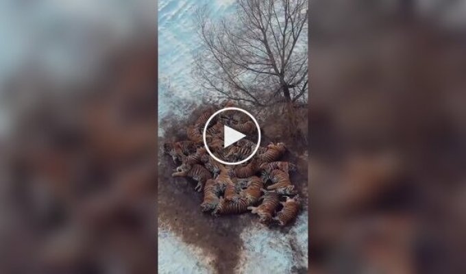Лежбище котиков