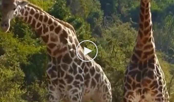 Как дерутся жирафы