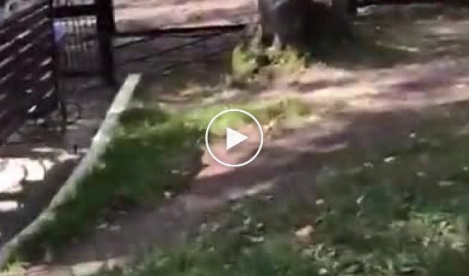 Олень напал на сотрудника сахалинского зоопарка