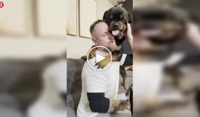 Ревнивый ротвейлер мешает хозяину играть с другой собакой