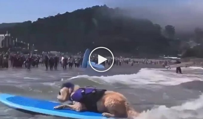 В Калифорнии прошел чемпионат мира по собачьему серфингу