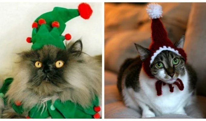 22 cats who are not thrilled with the winter holidays (23 photos)