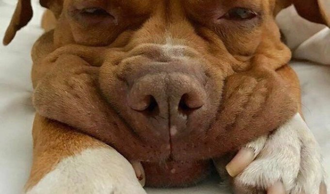 Собака Лола 8 лет спала на холодном полу в гараже… Смотрите, как изменилась ее жизнь, когда Лолу приютили!