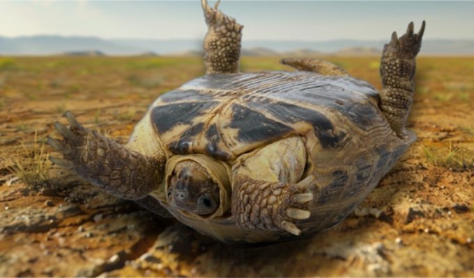 Черепахи: стараются положить соперника на лопатки. Неужели перевернутая рептилия обречена (5 фото)