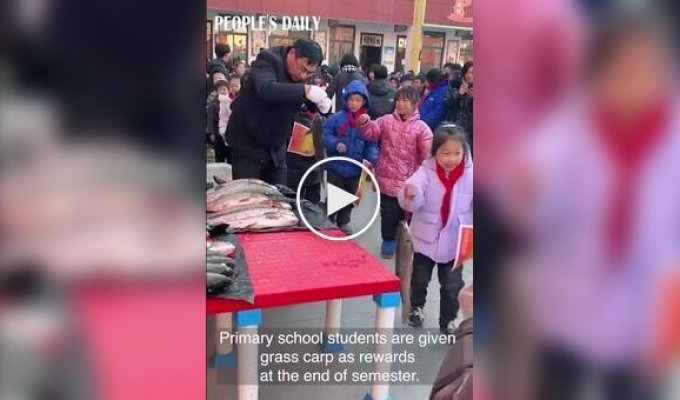 Китайские пятиклассники получают рыбу в качестве награды за хорошие оценки