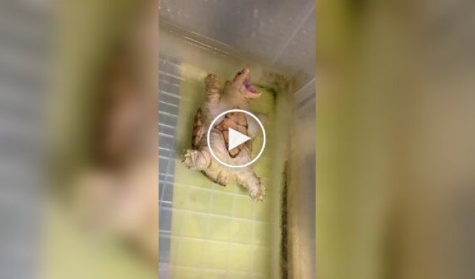 Черепаха притворяется мертвой, чтобы хозяин обратил на нее внимание